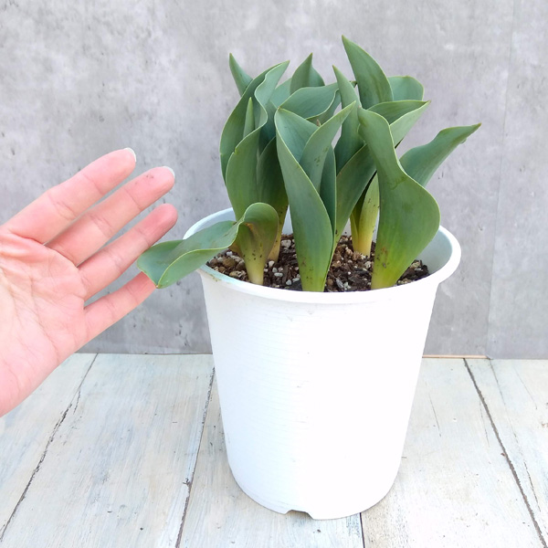 チューリップ:マンゴーチャーム5号鉢植え(7球植え)