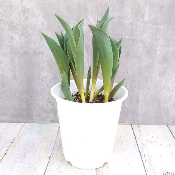チューリップ：パープルプリンス5号鉢植え（6球植え）