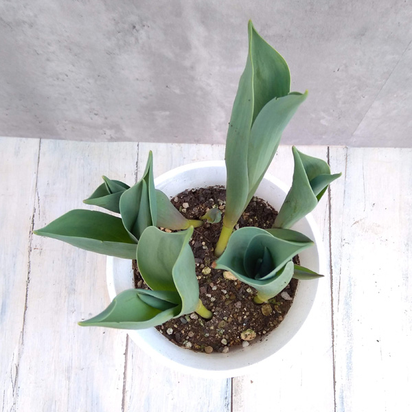 チューリップ：パープルプリンス5号鉢植え（6球植え）