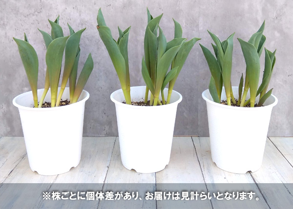 チューリップ：パープルプリンス5号鉢植え（6球植え）