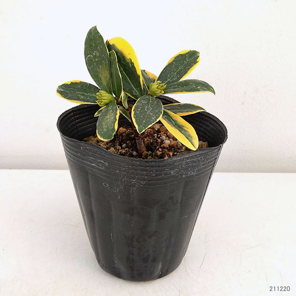 ジンチョウゲ(沈丁花):深覆輪種(前島)3-3.5号ポット