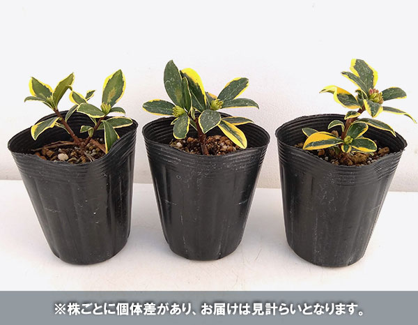 ジンチョウゲ(沈丁花):深覆輪種(前島)3-3.5号ポット