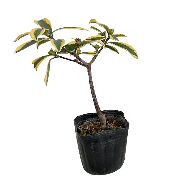 ジンチョウゲ(沈丁花):深覆輪種(前島)3-3.5号ポット