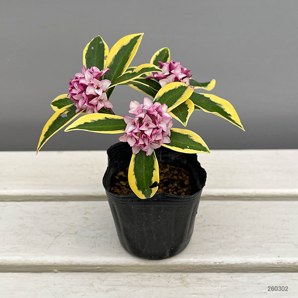 ジンチョウゲ(沈丁花):深覆輪種(前島)3-3.5号ポット