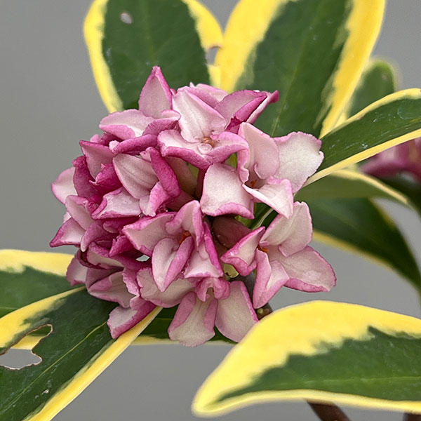 ジンチョウゲ(沈丁花):深覆輪種(前島)3-3.5号ポット