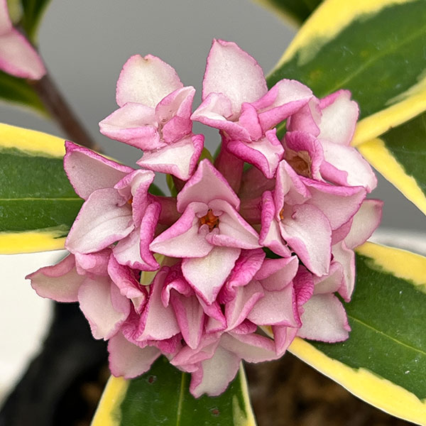 ジンチョウゲ(沈丁花):深覆輪種(前島)3-3.5号ポット