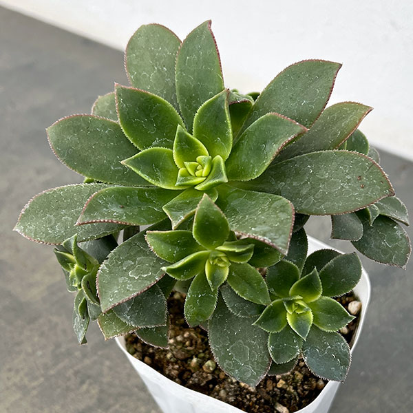 アエオニウム：キウイ(夕映え）3.5号ポット