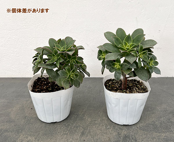 アエオニウム：キウイ(夕映え）3.5号ポット