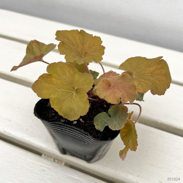 ヒューケラ:ノーザンエクスポージャーアンバー3号ポット