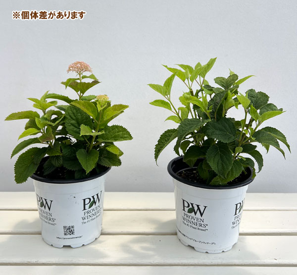 アジサイ(アメリカ):アナベル プティ クリーム5号鉢植え(旧:アナベルコンパクト)