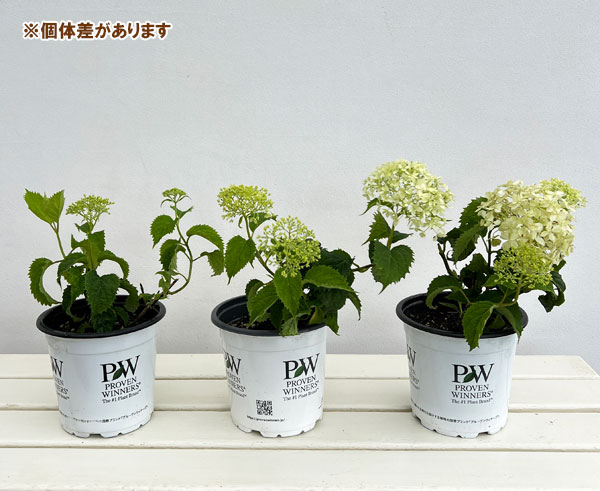 アジサイ(アメリカ):アナベル ミディ ライム5号鉢植え(旧:ライムのアナベルコンパクト)
