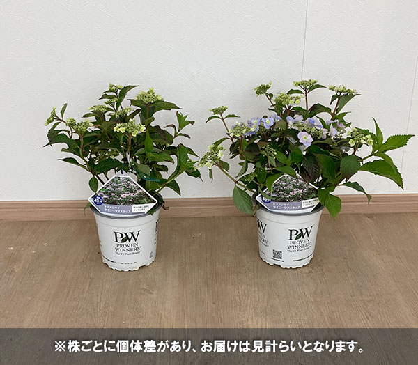 ヤマアジサイ：タイニータフスタッフ5号鉢植え