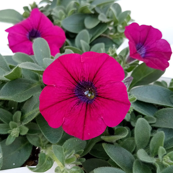 [26年4月下旬予約]ペチュニア：サフィニアパープルミニ4号ポット(R)