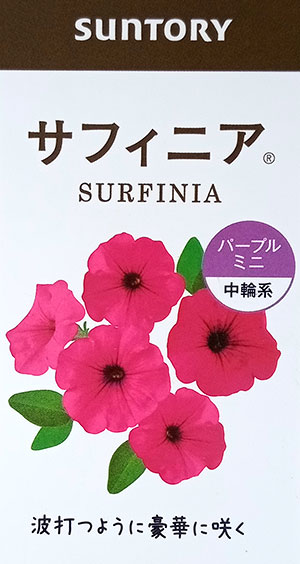 [26年4月下旬予約]ペチュニア：サフィニアパープルミニ4号ポット(R)
