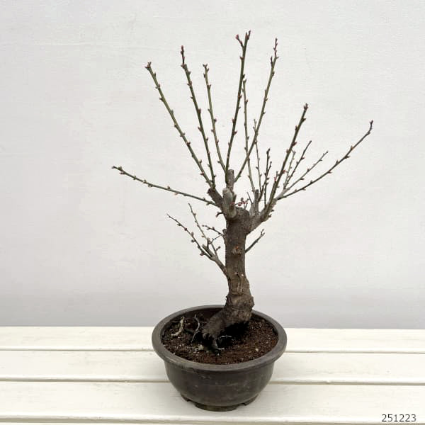 ハナウメ（花梅）：見驚（ケンキョウ）盆栽仕立て6号鉢植え