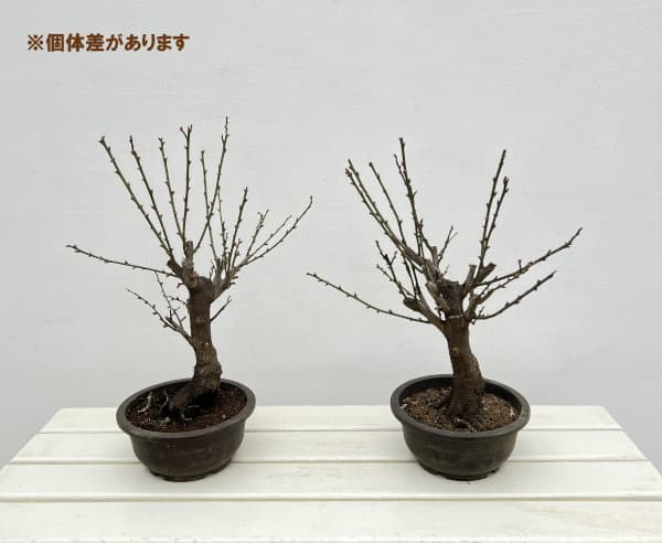 ハナウメ（花梅）：見驚（ケンキョウ）盆栽仕立て6号鉢植え