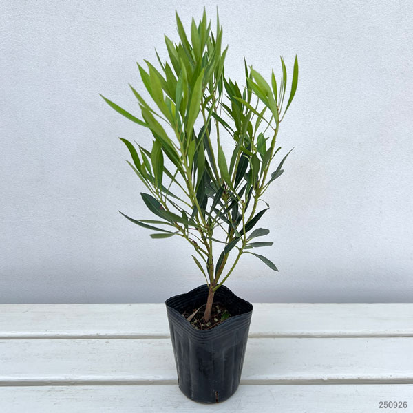 アセビ(馬酔木):琉球アセビ3号ポット