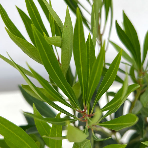 アセビ(馬酔木):琉球アセビ3号ポット