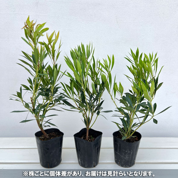 アセビ(馬酔木):琉球アセビ3号ポット