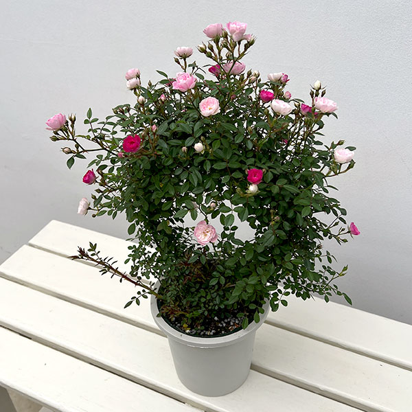 ミニつるバラの2色植え リング仕立て5号鉢入り