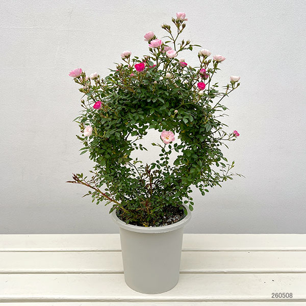 ミニつるバラの2色植え リング仕立て5号鉢入り