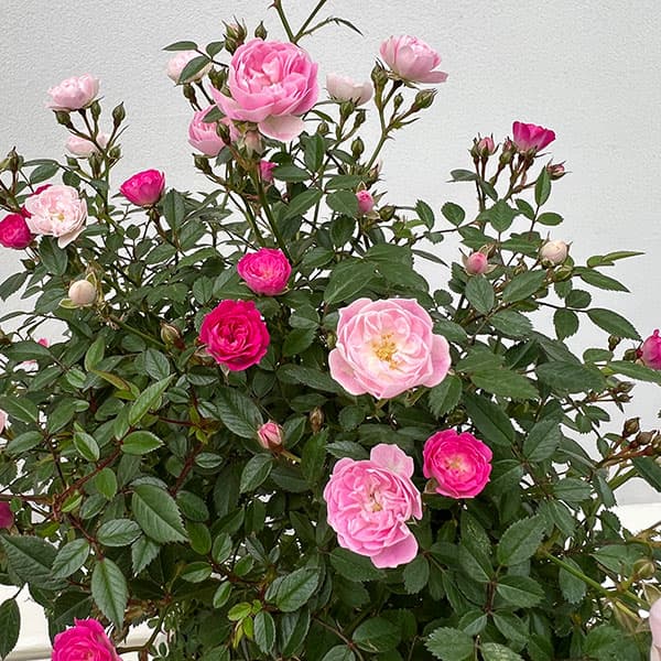 ミニつるバラの2色植え リング仕立て5号鉢入り