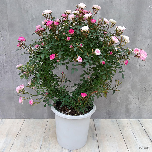 ミニつるバラの2色植え リング仕立て5号鉢入り