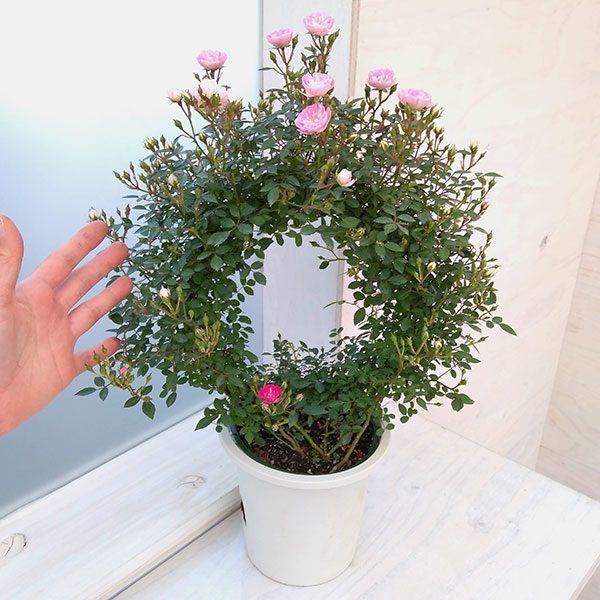 ミニつるバラの2色植え リング仕立て5号鉢入り