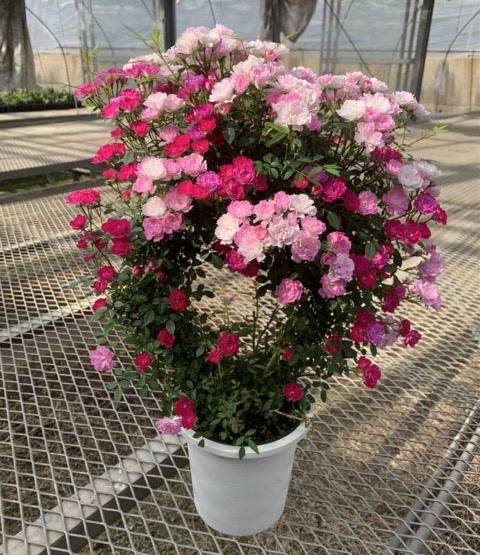 ミニつるバラの2色植え リング仕立て5号鉢入り