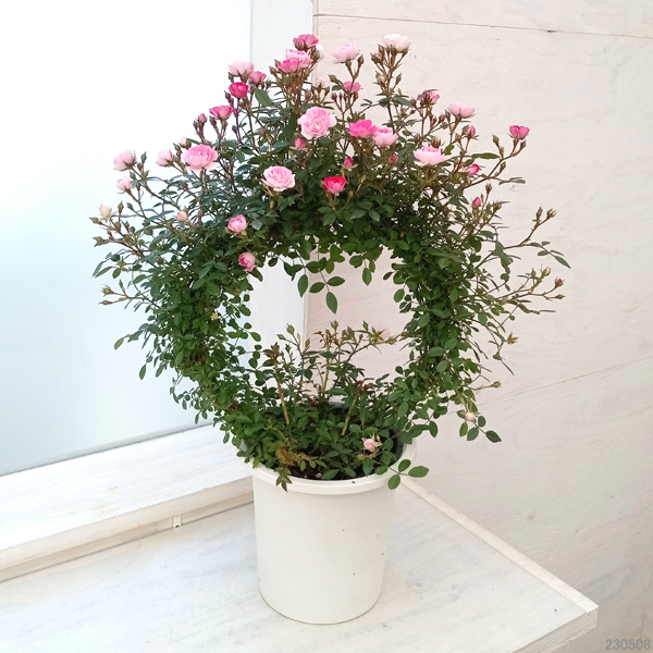 ミニつるバラの2色植え リング仕立て5号鉢入り