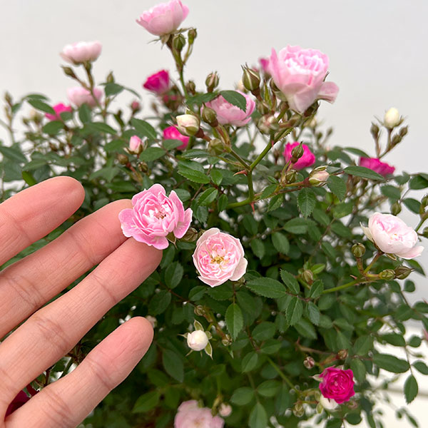 ミニつるバラの2色植え リング仕立て5号鉢入り