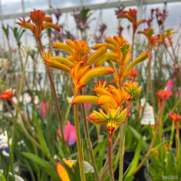 カンガルーポー：ブッシュグロー（赤金） 5号鉢植え