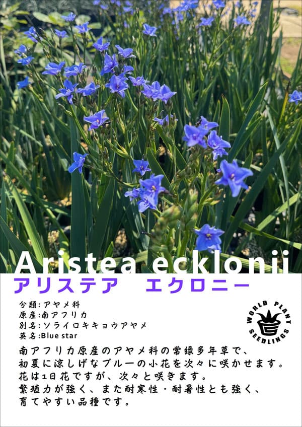 アリステア・エクロニー4号ポット