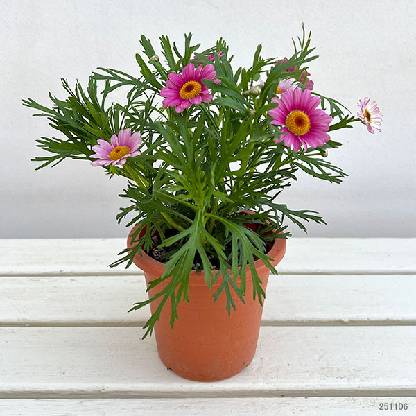 マーガレット：ローリーズ　マシュマロ4号ポット