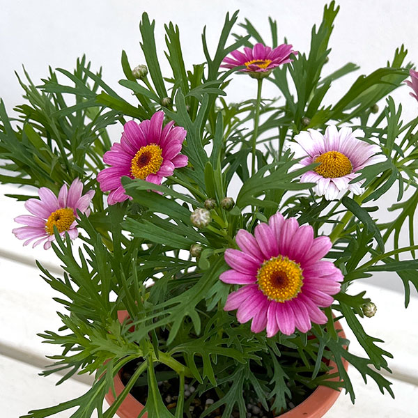 マーガレット：ローリーズ　マシュマロ4号ポット