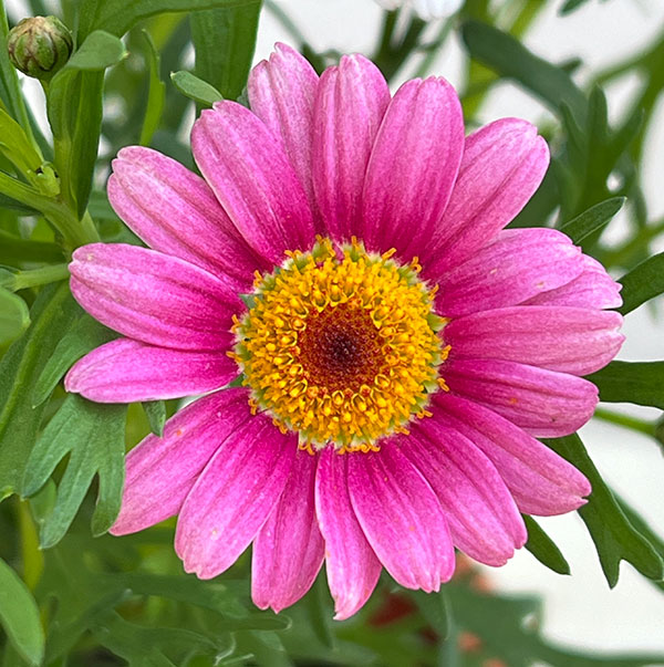 マーガレット：ローリーズ　マシュマロ4号ポット