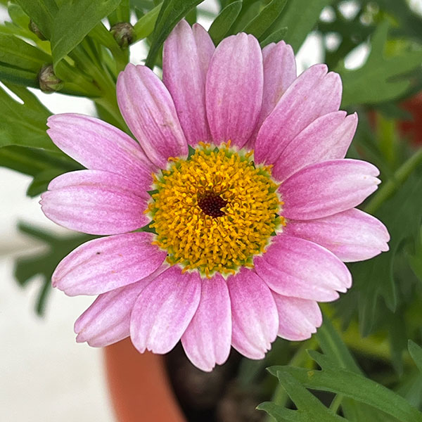 マーガレット：ローリーズ　マシュマロ4号ポット