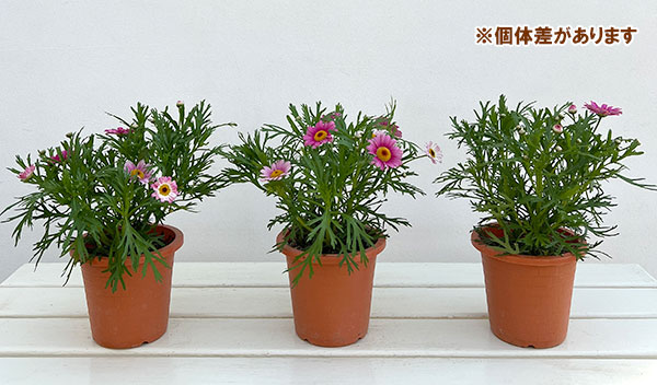 マーガレット：ローリーズ　マシュマロ4号ポット