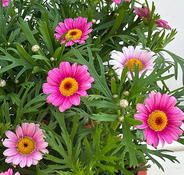 マーガレット：ローリーズ　マシュマロ4号ポット