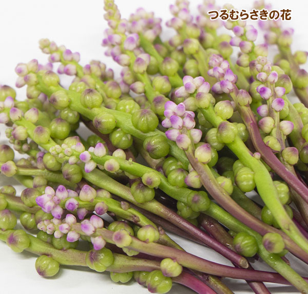 つるむらさき[赤茎種　つる性　栄養豊富な緑黄色野菜　夏の日除け・緑のカーテンに 野菜タネ]