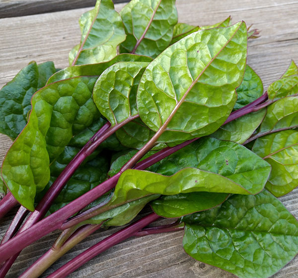 つるむらさき[赤茎種　つる性　栄養豊富な緑黄色野菜　夏の日除け・緑のカーテンに 野菜タネ]