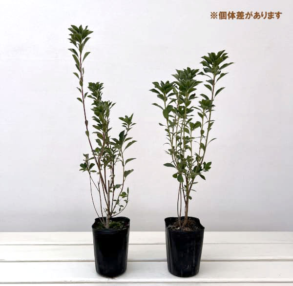 ドウダンツツジ：口紅錦（口紅更紗）3-3.5号ポット