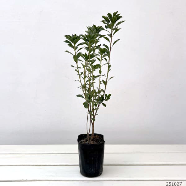 ドウダンツツジ：口紅錦（口紅更紗）3-3.5号ポット