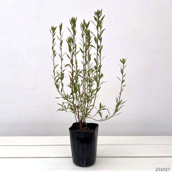 ドウダンツツジ:柳葉紅花ドウダン3-3.5号ポット