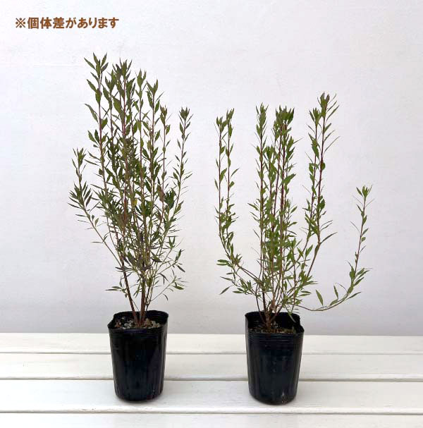 ドウダンツツジ:柳葉紅花ドウダン3-3.5号ポット