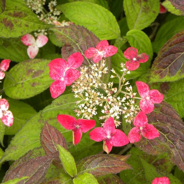 ヤマアジサイ：ベニガクアジサイ3.5-4号ポット