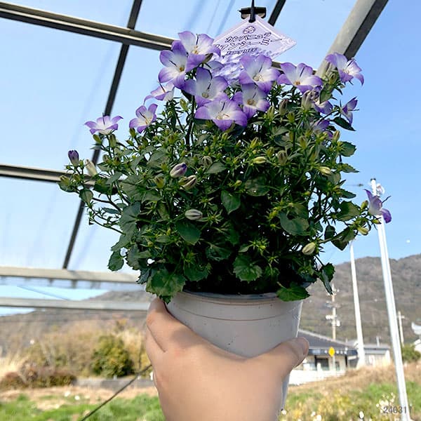 カンパニュラ：ファンシーミー4号鉢植え の通販 | 園芸ネット
