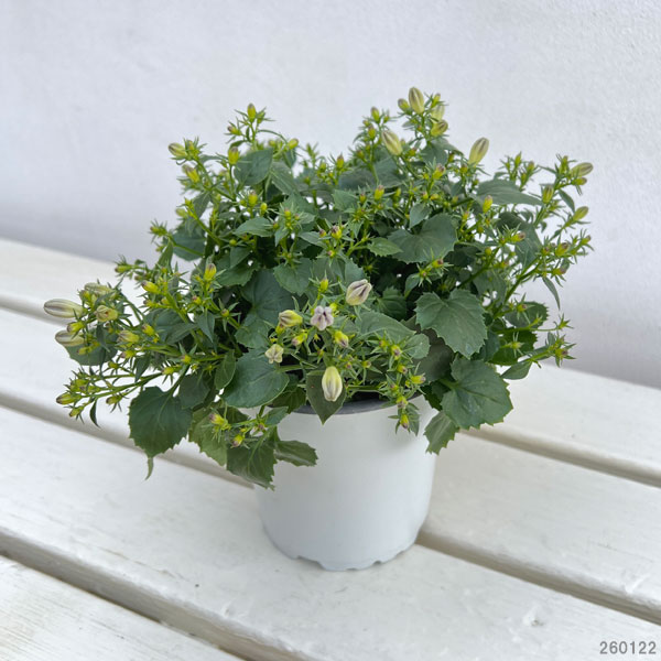 カンパニュラ：ファンシーミー4号鉢植え