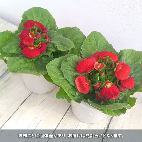 カルセオラリア ディンティー 赤系4号鉢植え