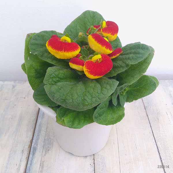 カルセオラリア ディンティー 赤黄4号鉢植え